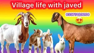 Happy goat&rsquo;s child/Cute farm animals/sheep Goats and cow/sounds-village life with javed😍😍😍🥰