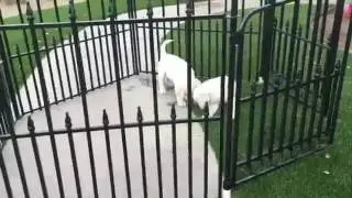 White Labrador puppy for sale