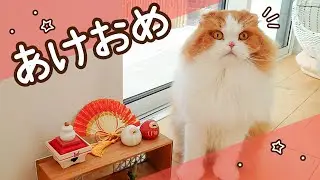 2026年元旦から膝を占領する猫