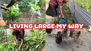 The largest vegetable harvest ever #homestead #homesteading