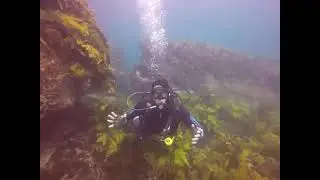 Fairy Bower SCUBA Dive Sydney Australia 2021
