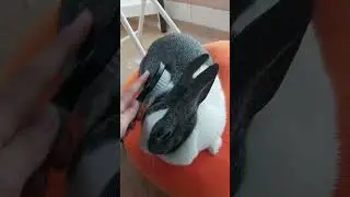 Rabbit spa