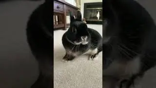 DORIS DOING THE CHA CHA SLIDE - BUNNY SHORTS