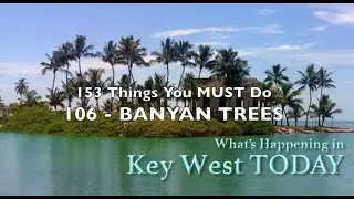 Best Things to Do in Key West 106: BANYAN TREES