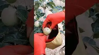 Useful  Fruit  Bagging Techniques #satisfying #farming