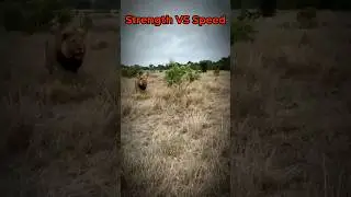 Speed vs Strength: Deer Challenges Lion in the Wild