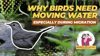 Backyard Bird Tip: Why Moving Water Attracts More Birds