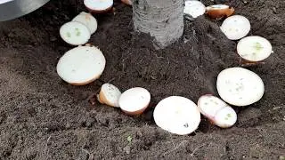 Organik Ata Soğan Tohumunuzu Kendiniz Üretin. Bu yöntemi hiç bir yerde görmediniz.