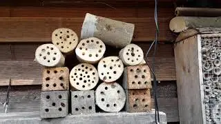 Male bees ready for females to emerge (mason bees - osmia cornuta) March 21 2019