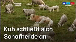 Flucht vor dem Schlachter: 10 Wochen allein im Wald unterwegs