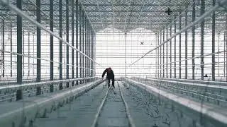 Строительство промышленной теплицы VENLO   NIVA GREENHOUSE