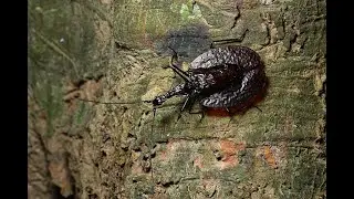 Violin Beetles in Nature