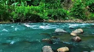 Blue River, Green Jungle &ndash; Pure Nature Ambience for Emotional Balance & Calm