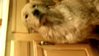 Dog hates blow dryer