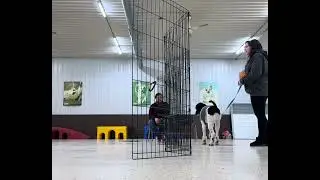 Moon Dog Training Reactive Dog Class