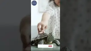 #Girl #Touching #Turtle | #MeditationRelaxMusicBank #shorts
