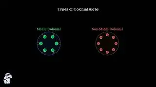Thallus Organization in Algae Explained