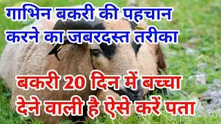 बकरी के बच्चा देने का समय नजदीक आ गया पता करें  |goat pregnancy test at home | गाभिन बकरी की पहचान