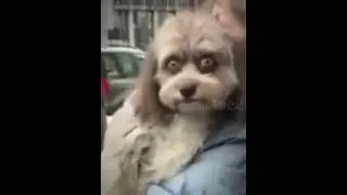 Real life skin walkers...💀 (Slowed) #animals #skinwalker #phonk #sigma #gymphonk #phonkgym