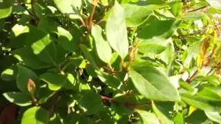 BCIT - Radio Arts & Entertainment Vine 1