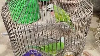 My new derbiyan parakeet 