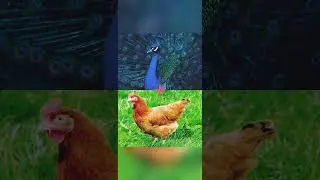 Chicken-peacock hybrid