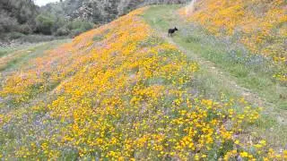 Bandit and the Merced Canyon wildflowers