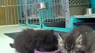 mass cat trapping in seaside heights
