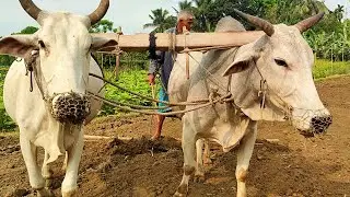 Traditional Way Of ploughing field | Old traditional Bulls Ploughing | Village Agriculture