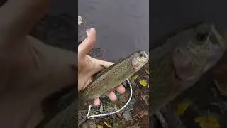 &ldquo;Put & Take&rdquo; Trout on In-line spinner