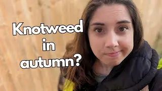 What does Japanese knotweed look like in the autumn?