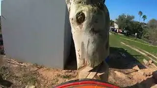 Taking down Blue Gums in Klipdale!