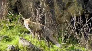 Red Fox ( Wildlife of Kashmir ) #WILDKASHMIR