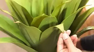 An Overview: Nearly Natural 6565 Agave Decorative Silk Plant, Green,25x25x25
