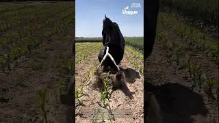 Weeding corn: unique tool to weed a field of young corn plants