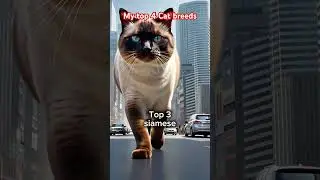 #americanculture #americantrends #cat #catlovers #usalifestyles #usatoday #usatrends #americantrends