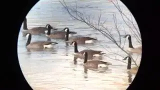 Nikon fieldscope II ED and iphone6 digiscoping.