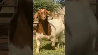 Pieter Smith Boer Goat stud