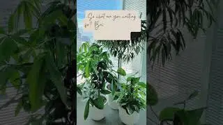 Boost Your Productivity by 15% with These Office Plant Hacks! 🌿🖥️