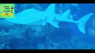 Oman Aquarium : Mall of Muscat| Aquarium| Science with Ayazullah|  Coral reef aquarium collection