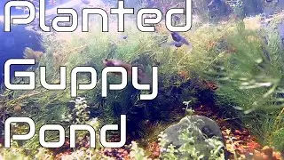 Relaxing Underwater Majesty: Aquascaped Vienna Guppy Pond (No Talking)