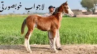 Pure Desi Breeder Panch Kalyan Ghodi | Ideal Color | Local Horse Breed | Horse for Sale