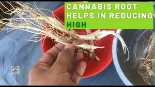 Benefits of Cannabis root