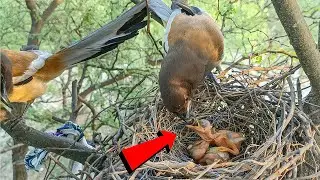 Rufous Treepie Bird Feeding a Cuckoo baby