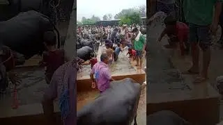 Narayanpur Bhains ka Bajar😪😪😪
