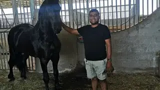 estos son los caballos  warlander uno de los más caros del mundo  mirá este caballo raza Frisón