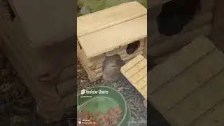 Крысиные будни | Rat s daily life #shorts