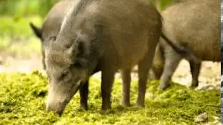 Wild Boar Facts - Facts About Wild Boars