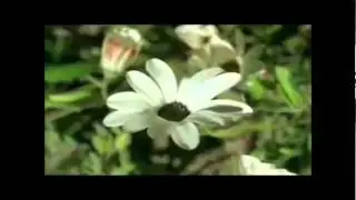 Devakant - The Beloved earth