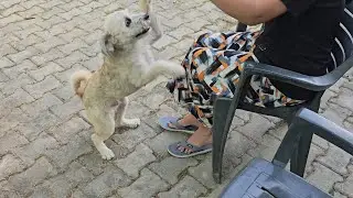 Dog Sound | Dog Barking | Dog Barking Sound | Dog Voice | Kutte Ki Awaaz | Dog | Kutta Wala Video 